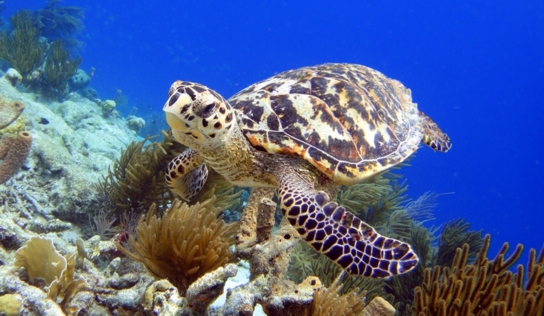 Fiji Marine habitat Conservation Project