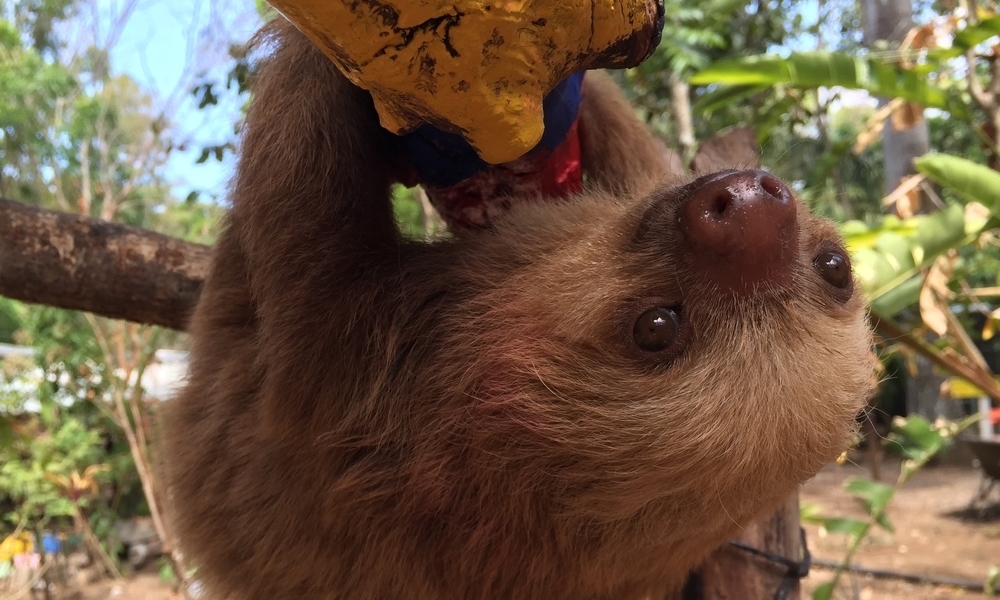 Help Sami help the Sloths of Costa Rica.