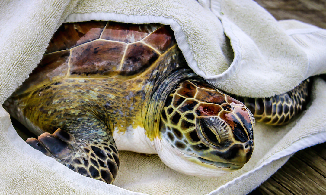 Sea Turtle Rescue and Rehabilitation 
