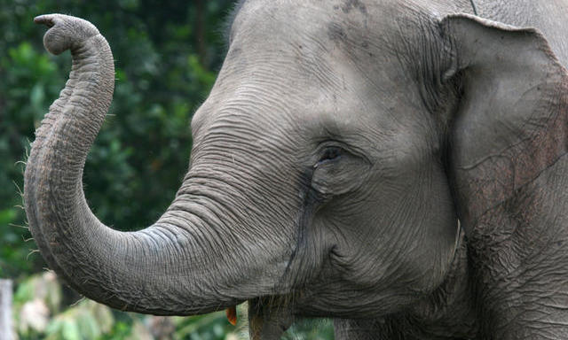 Giving Back to The Elephants Who Gave So Much For Us