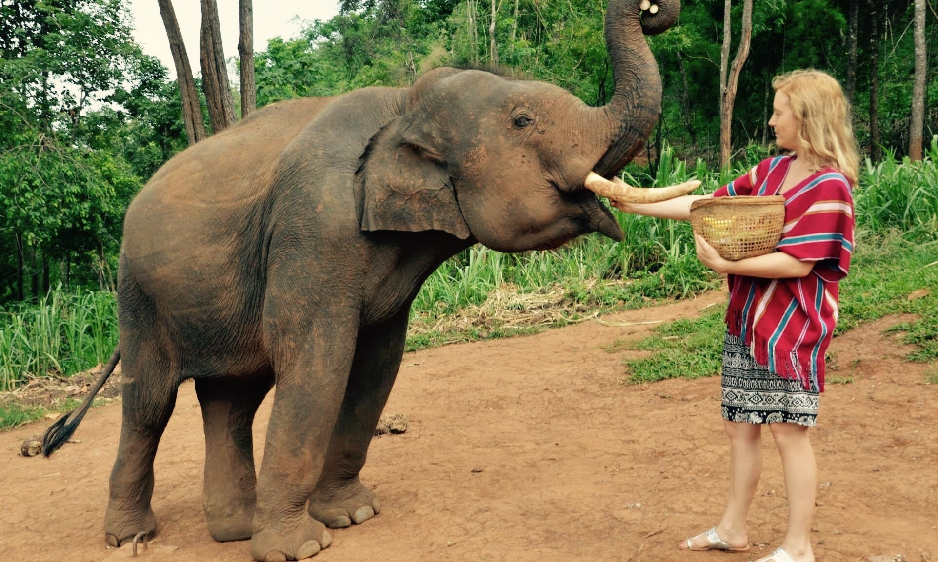Helping the Elephants in Cambodia