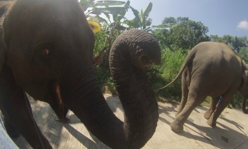Volunteering with elephants in Thailand