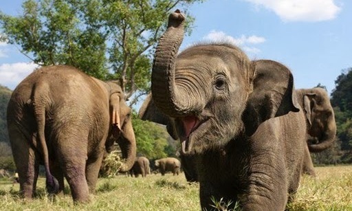 Ellie's Elephant Adventure!