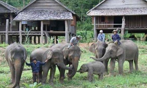 Volunteer placement with elephants of cambodia