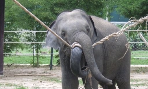 Help me raise moola for tourist exploited elephants!