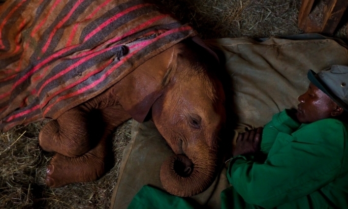 Once in a lifetime trip to visit orphaned elephants in Kenya