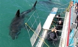 Great White Shark Volunteering 