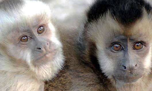 Fundraising for a wildlife rescue centre in Bolivia
