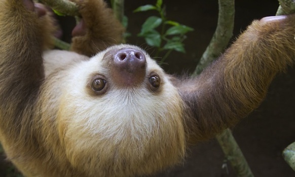 Help towards me volunteering in Costa Rica with animals!
