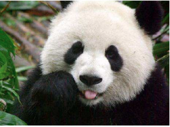 Working With Giant Pandas
