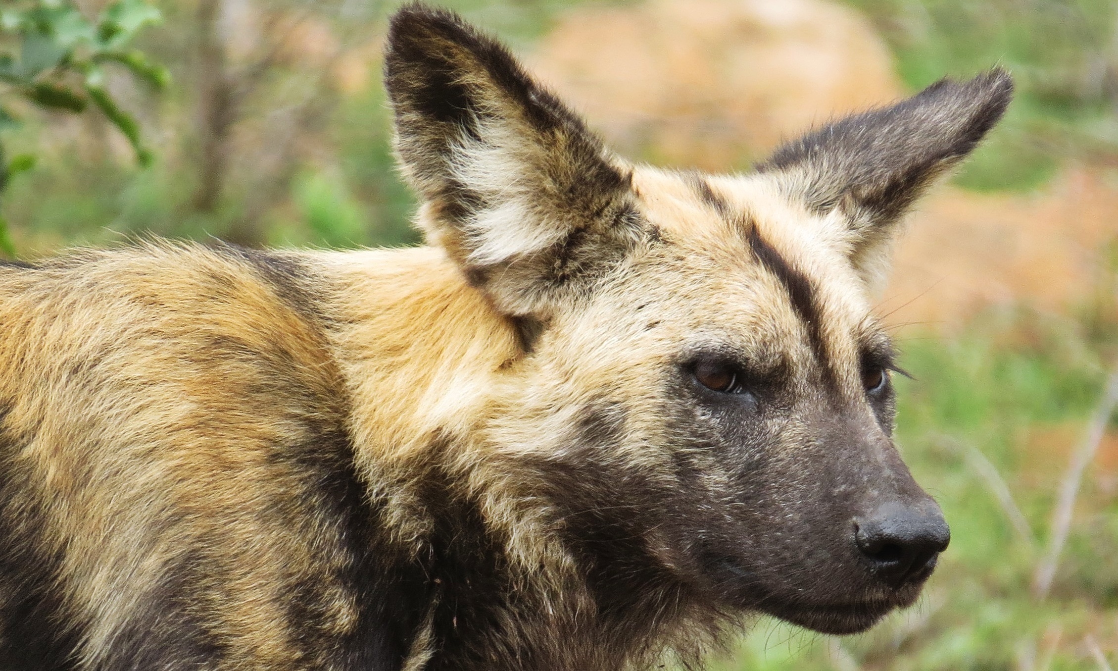 Help Emily help the Wild Dogs! 