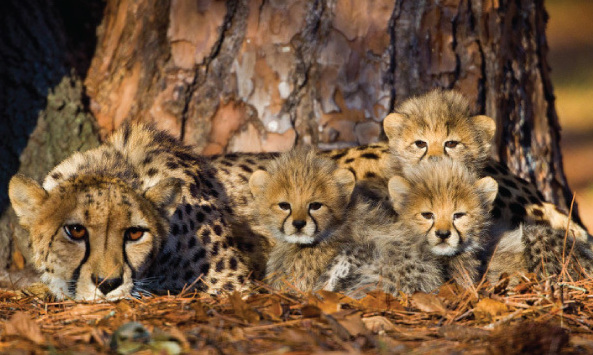 Sam's conservation research in Namibia