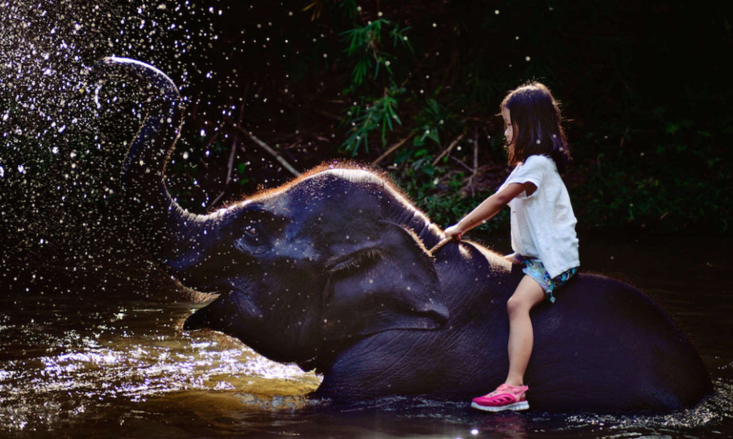 Ryan's 40th B-Day - Elephant Sanctuary Gift Donations