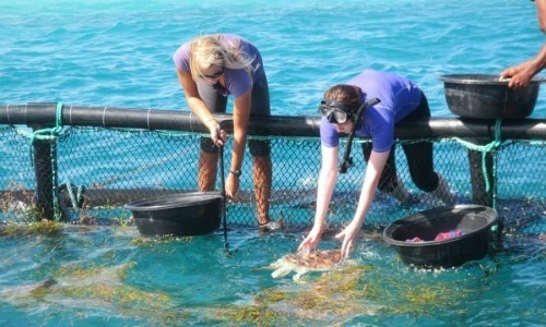 Maldives: Volunteer Turtle Conservation Trip