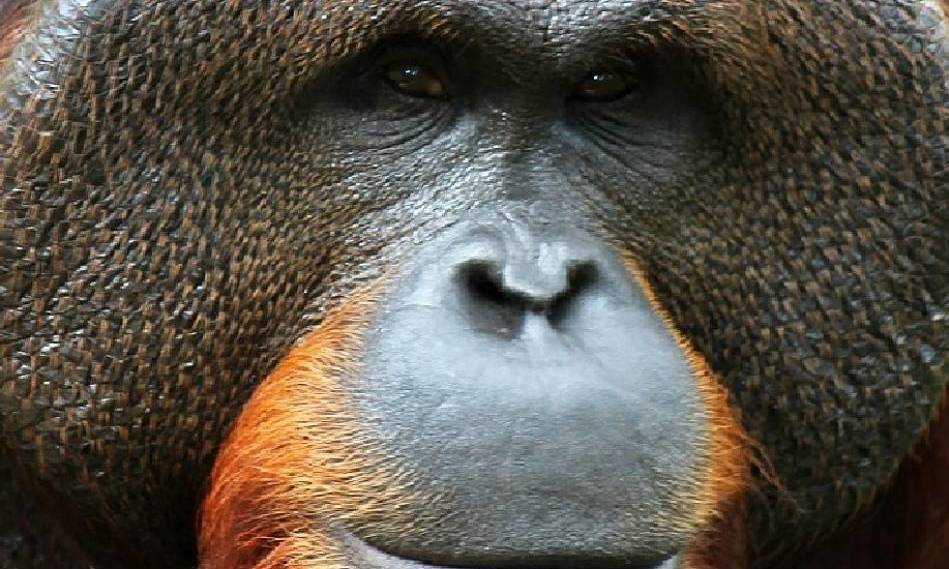 Camp Borneo - Jess's Orangutan Adventures 