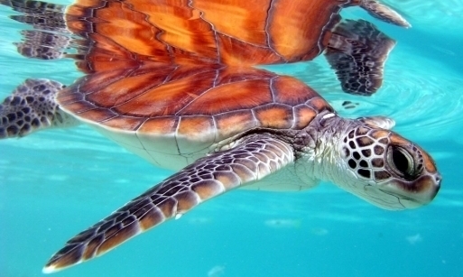 Preservation Efforts for Sea Turtles in Costa Rica!
