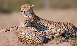 I want to live with the Cheetahs!