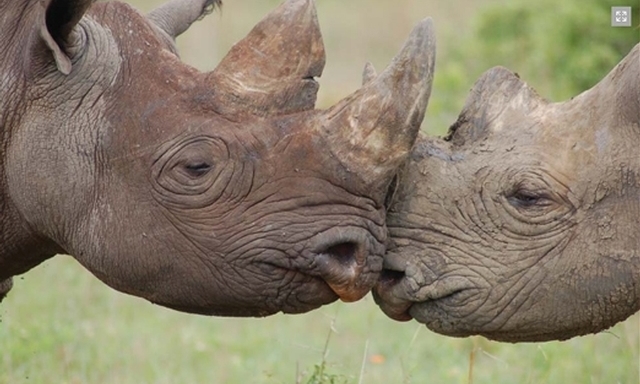 Rhino & Elephant Conservation 