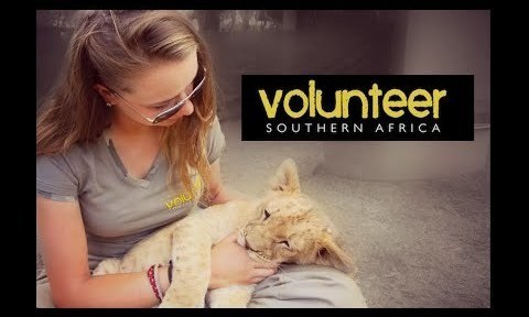 Volunteer Southern Wildlife/ Living with Cheetahs