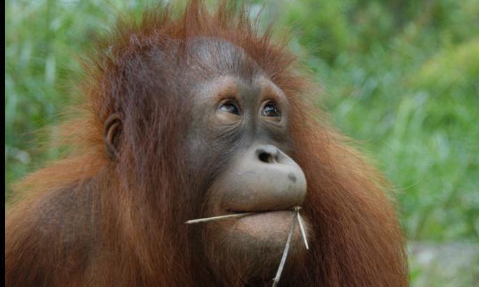 Orangutan Conservation volunteer program!