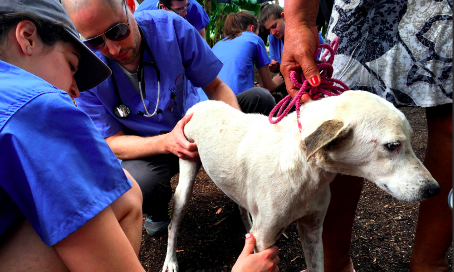 Veterinary Spay & Neuter Program in Nicaragua