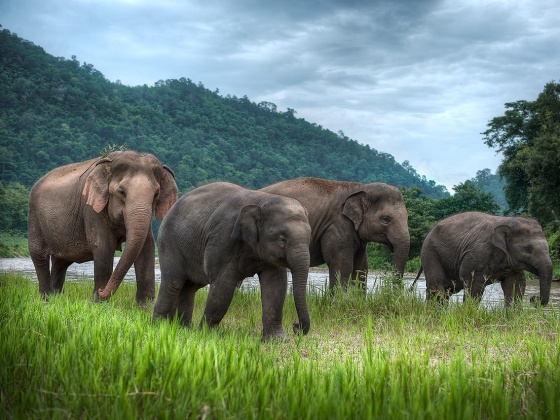 Send Alia to work in an Elephant Sanctuary!