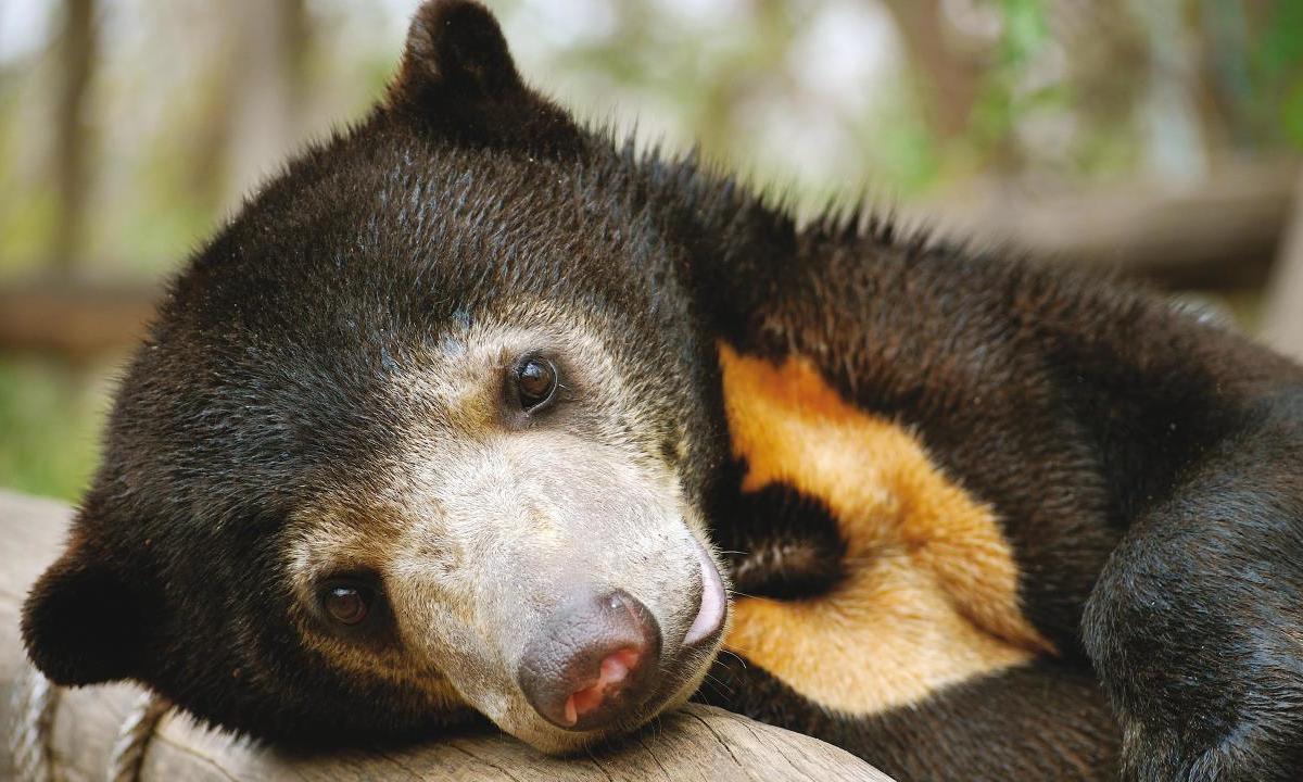 Bears in Cambodia 