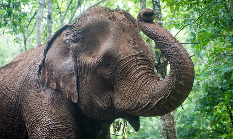 Cambodia Elephant Sanctuary Volunteering Online Fundraiser!