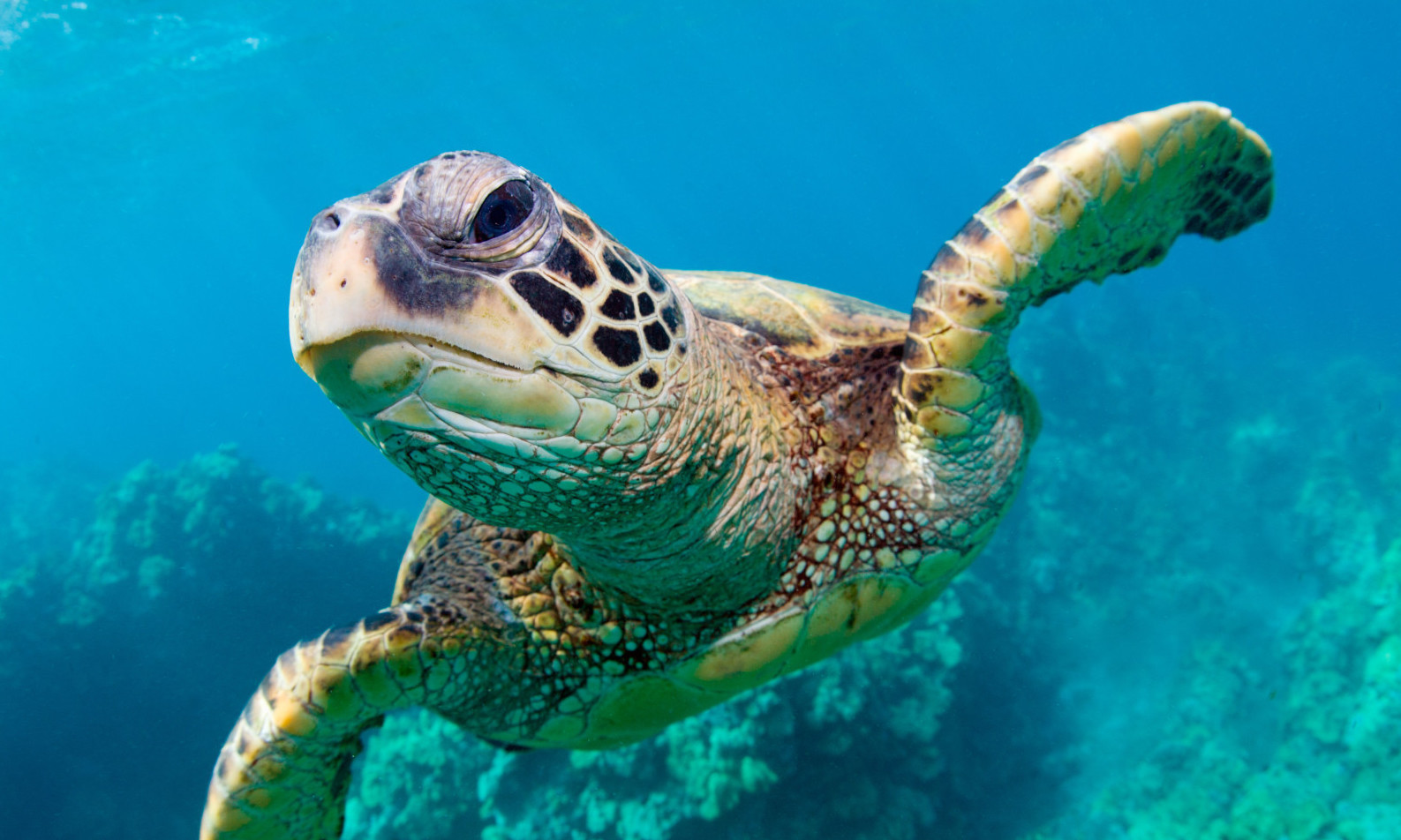 Volunteering with Sea Turtles in South Africa!