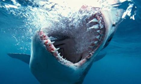 Up Close and Personal with Great White Sharks