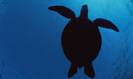 Help me get to Greece to help the sea turtles
