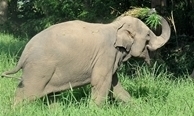 Help me rehabilitate Elephants exploited Elephants 