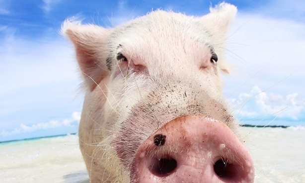 I have to swim with the pigs on Pig Beach, heart warming...
