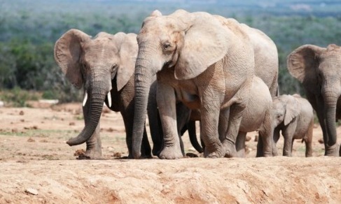 Elephant volunteer trip!
