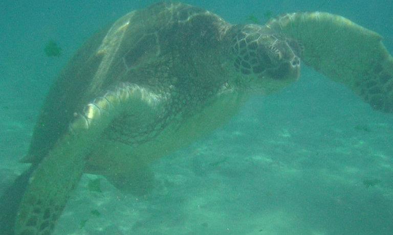 Help TayTay Get to Costa Rica To Save Sea Turtles