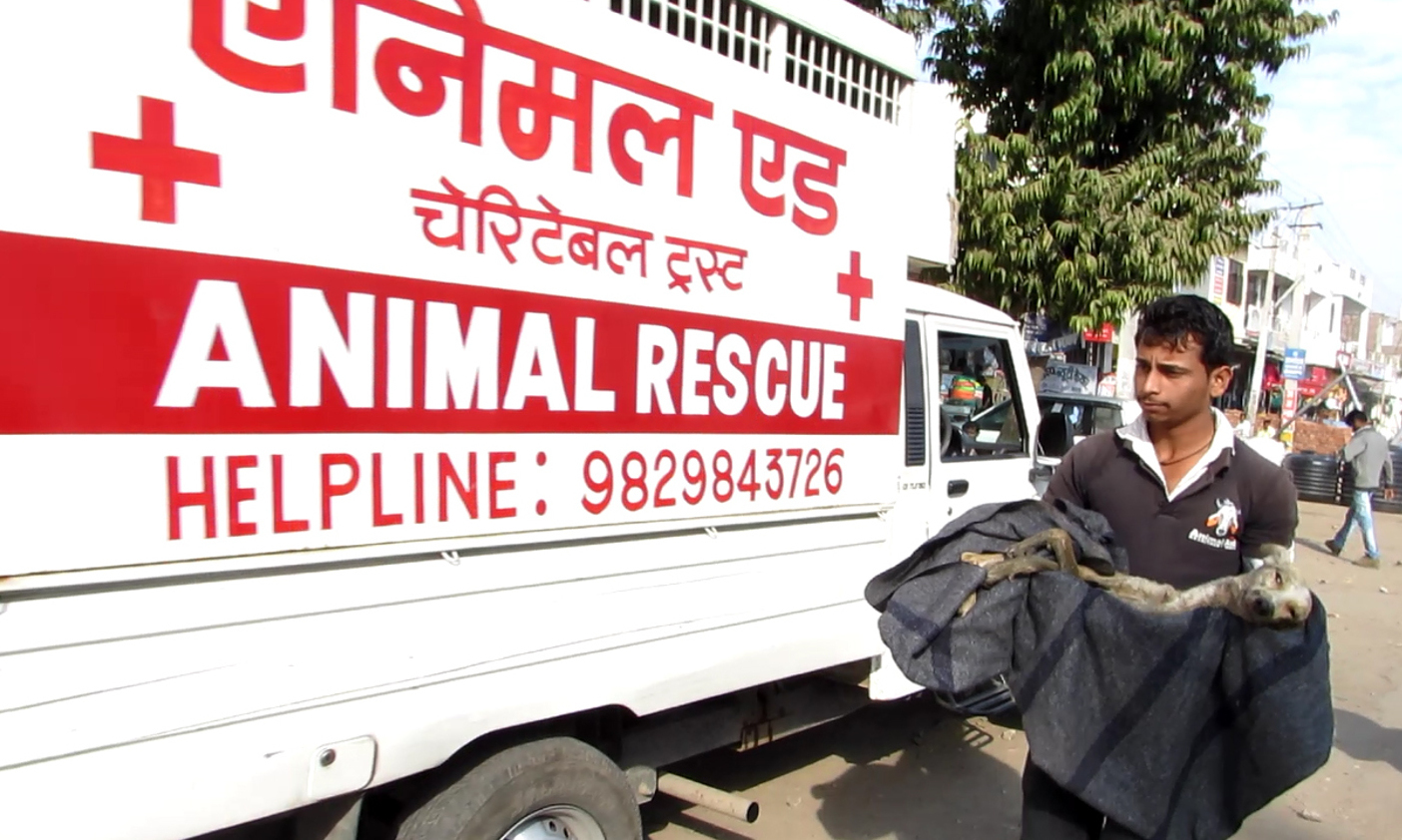 Animal Rescue Volunteer Voyage to India