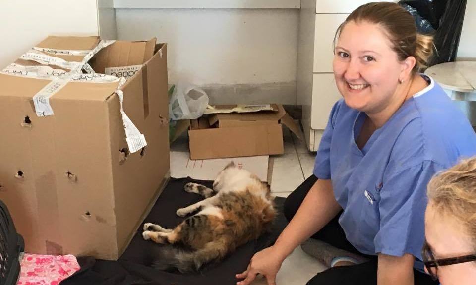 World Vet's Cambodia Spay and Neuter Campaign