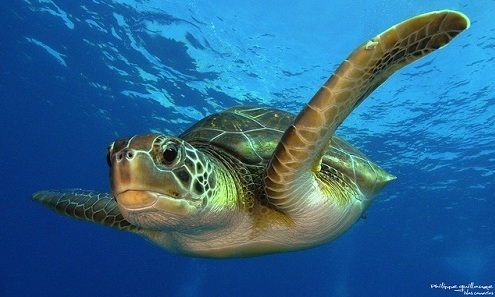 Saving Baby Sea Turtles in Costa Rica! 