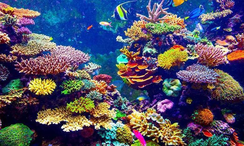 Coral Reefs in Fiji 