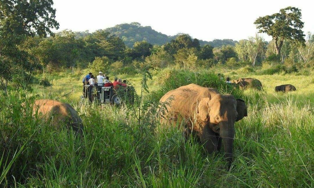 Wild Elephant Conservation - Sri Lanka
