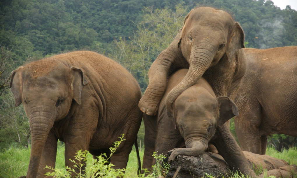Much needed love for Elephants