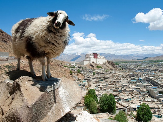Help Jessica Study in Tibet!