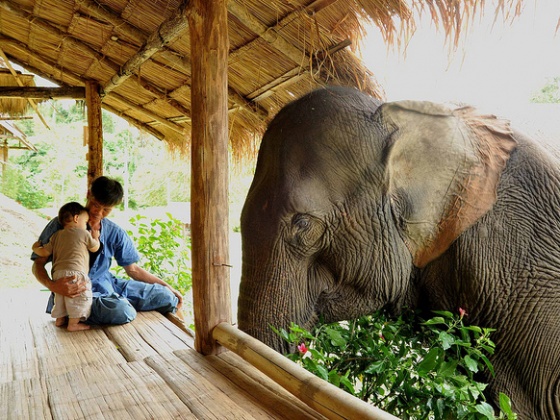 Send Vivian to Boon Lott's Elephant Sanctuary