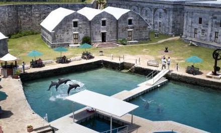 Bermuda Dolphin Training Internship 