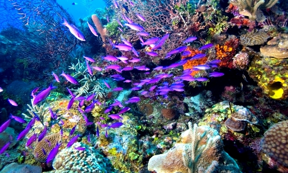 Marine Conservation in Belize