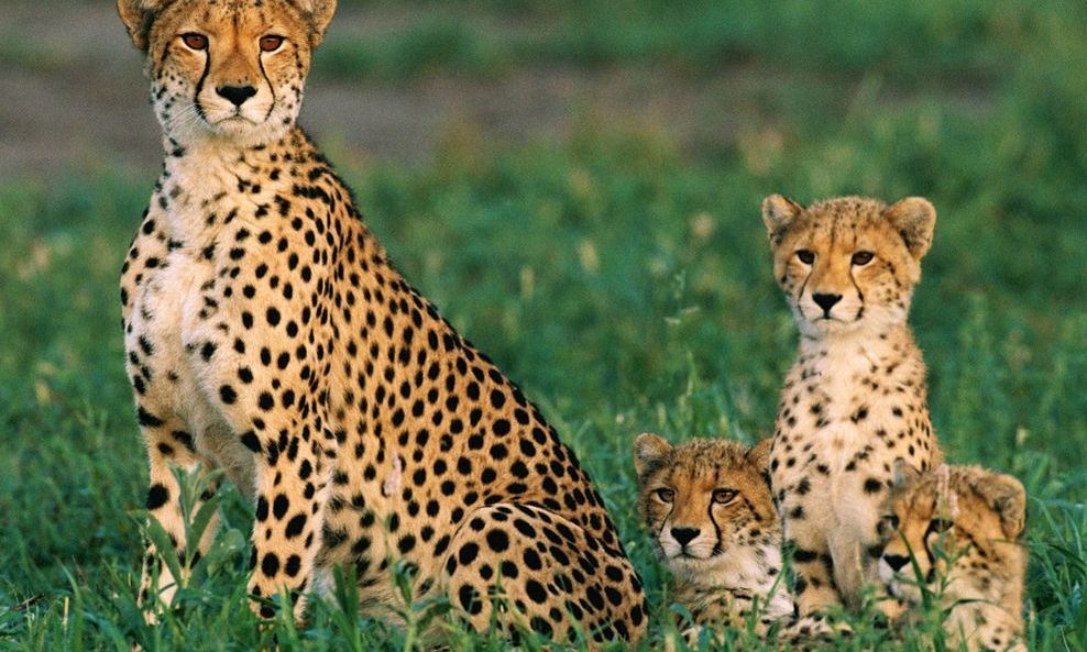 Living with Cheetahs