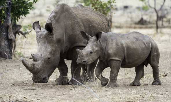 Environmental protecrion in The Khama Rhino Sanctuary