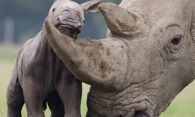Help Me Help Rhinos Grow Up With Mothers