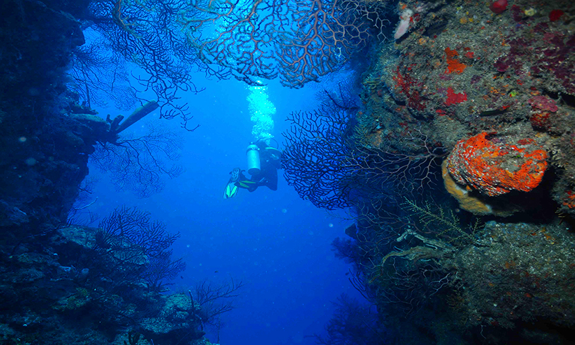 Studying Tropical Honduras' Underwater Ecosystem