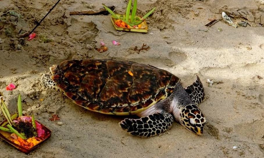 Bali Sea Turtle Rehabiltation